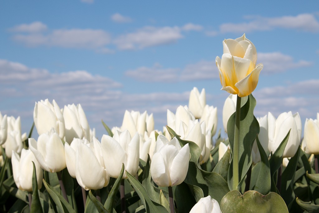 tulp tulpen tulipa natuur hdr tulpenbol liliaceae flora bloem bloemen voorjaar lente tulpenfestival keukenhof festival